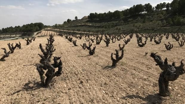 Los viñedos ecológicos más viejos de Castilla-La Mancha donde nace el mejor vino de España