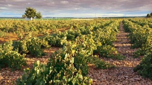 Más de tres millones de reestructuración de viñedo llegarán este viernes a 372 viticultores en Castilla-La Mancha