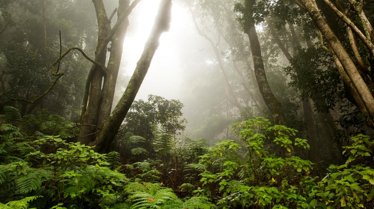 Bosque de la isla de La Gomera, Reserva de la Biosfera desde 2012