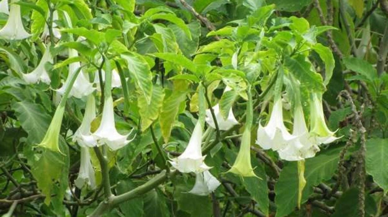 Flores de la estramonio, de donde se extraen la escopolamina