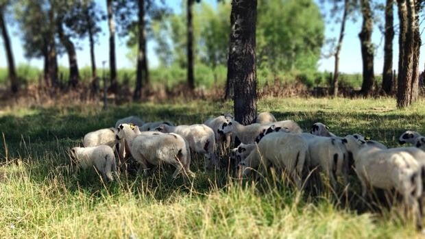 La Diputación de Zamora incorpora ganado ovino de raza churra a la Finca Experimental de Madridanos