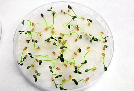 Los investigadores han seleccionado 14 variedades de camelina para su estudio; en la imagen, semillas germinadas en el laboratorio sobre una placa de Petri
