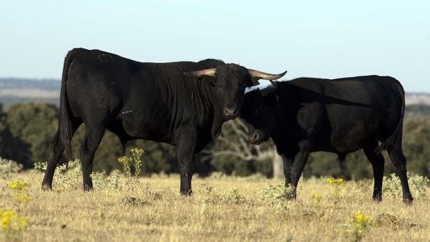 Muere tras ser golpeado por un toro una instalación ganadera de Aldehuela de Yeltes (Salamanca)