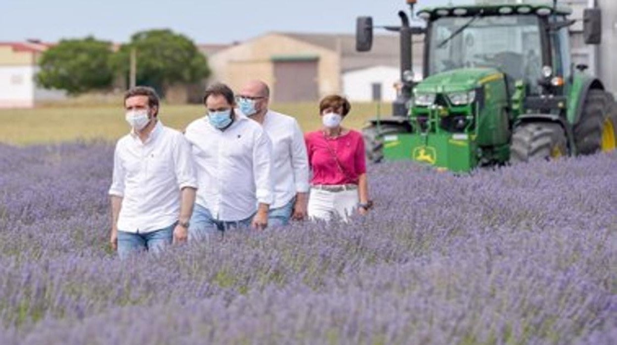 Pablo Casado, Francisco Núñez y Lucas Castillo durante el recorrido por los campos de lavanda