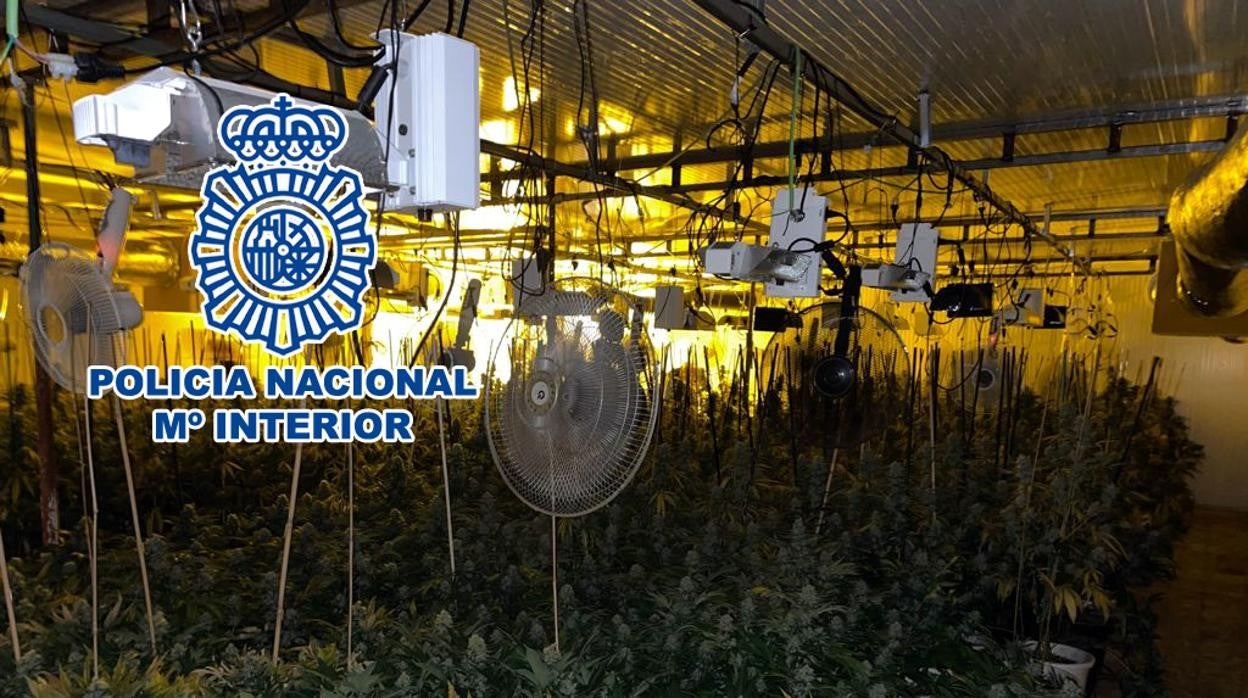 Imagen de la plantación desmantelada por la Policía Nacional