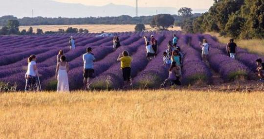 El color morado de los extensos campos es un reclamo turístico para la alcarria