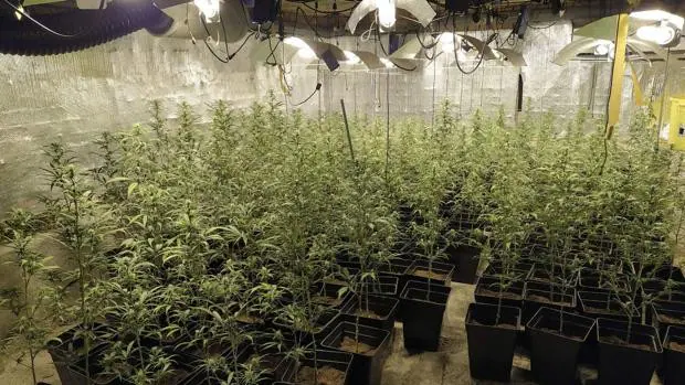 Dos detenidos por una plantación ‘indoor’ de marihuana con 423 plantas de Piedralaves (Ávila)