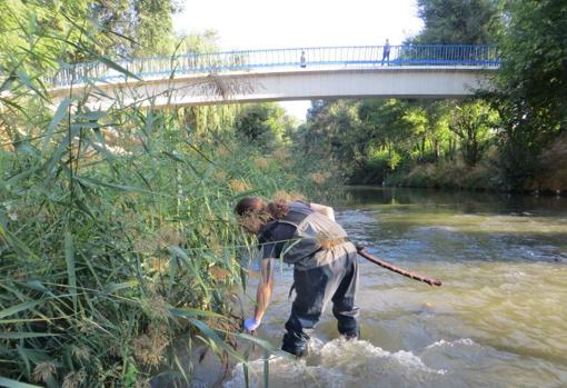 Un técnico trabajando dentro del cauce del río Manzanares, realizando un tratamiento biológico de larvicidas sobre las eneas