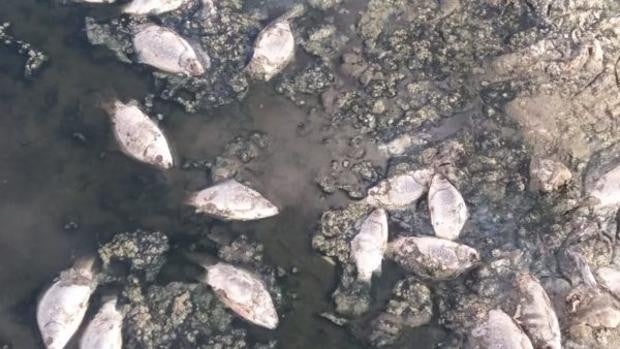 Apuntan a la falta de oxígeno en el agua del embalse de El Vicario como causa de la mortandad de peces