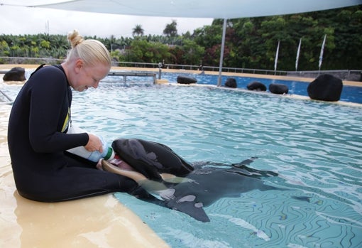 La orca Ula es alimentada por el equipo Loro Parque