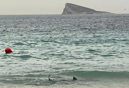 El animal ha ofrecido una estampa peculiar con la icónica isla de Benidorm al fondo