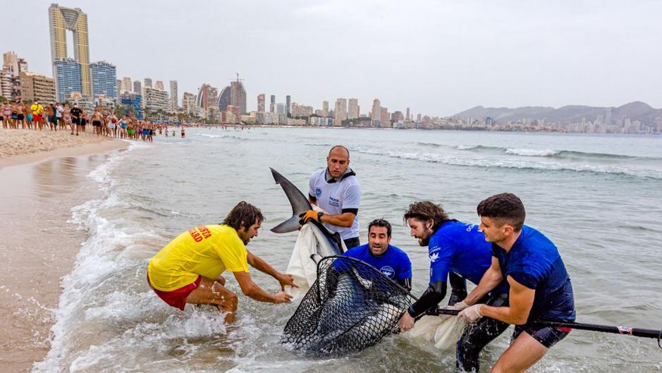 Un tiburón asusta a los bañistas en la playa de Benidorm