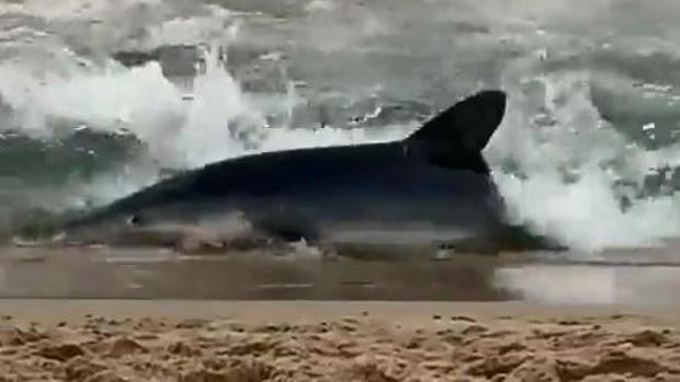 Vídeo: Un tiburón aparece en la misma orilla de la playa de Benidorm