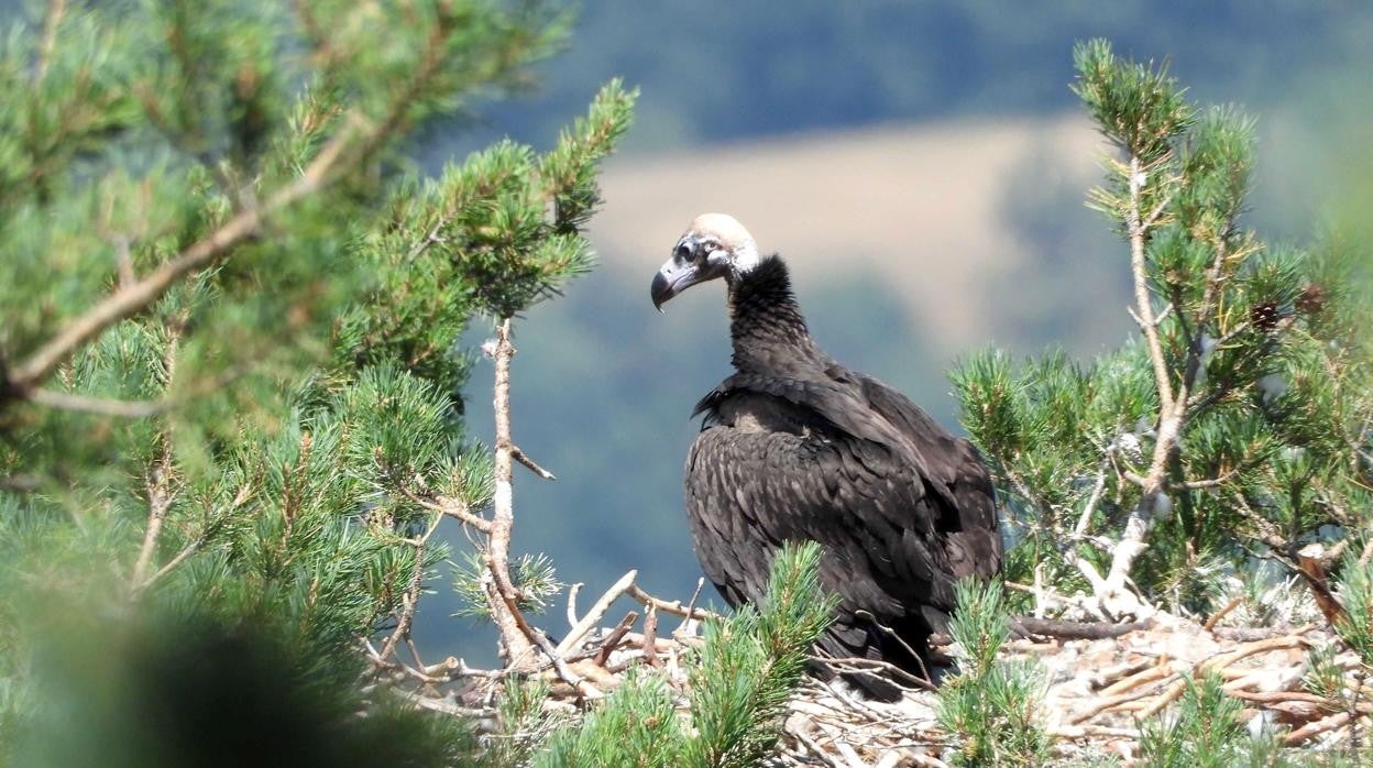 Imagen de un ejemplar de buitre negro en la Sierrra de la Demanda