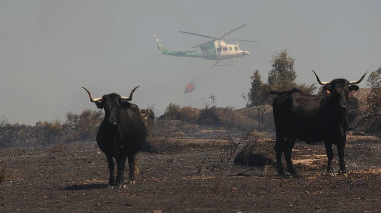 Incendio en San Felices de Gallegos (Salamanca)