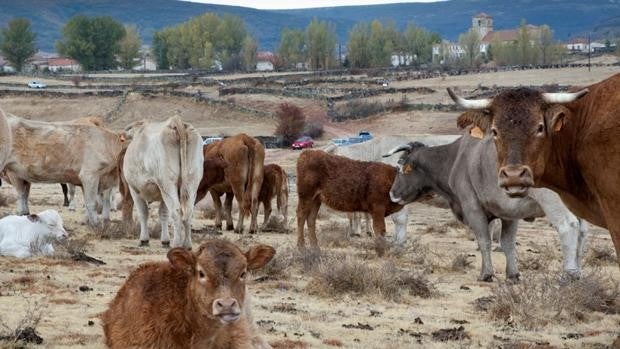 La ola de calor achicharra el campo de la Sierra Norte de Guadalajara