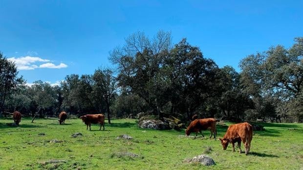 Castilla-La Mancha abona 57 millones para 13.300 expedientes de agricultores y ganaderos