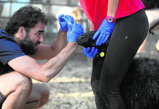 Jesús cura el ojo de una oveja