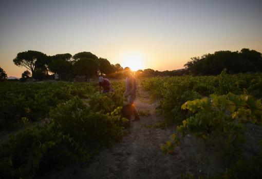 El adelanto de la vendimia es una de las varias soluciones de los viticultores