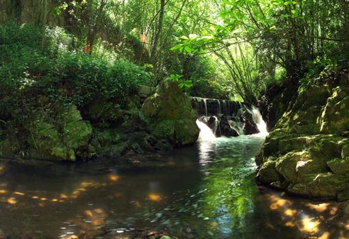 Paisaje forestal del Montseny