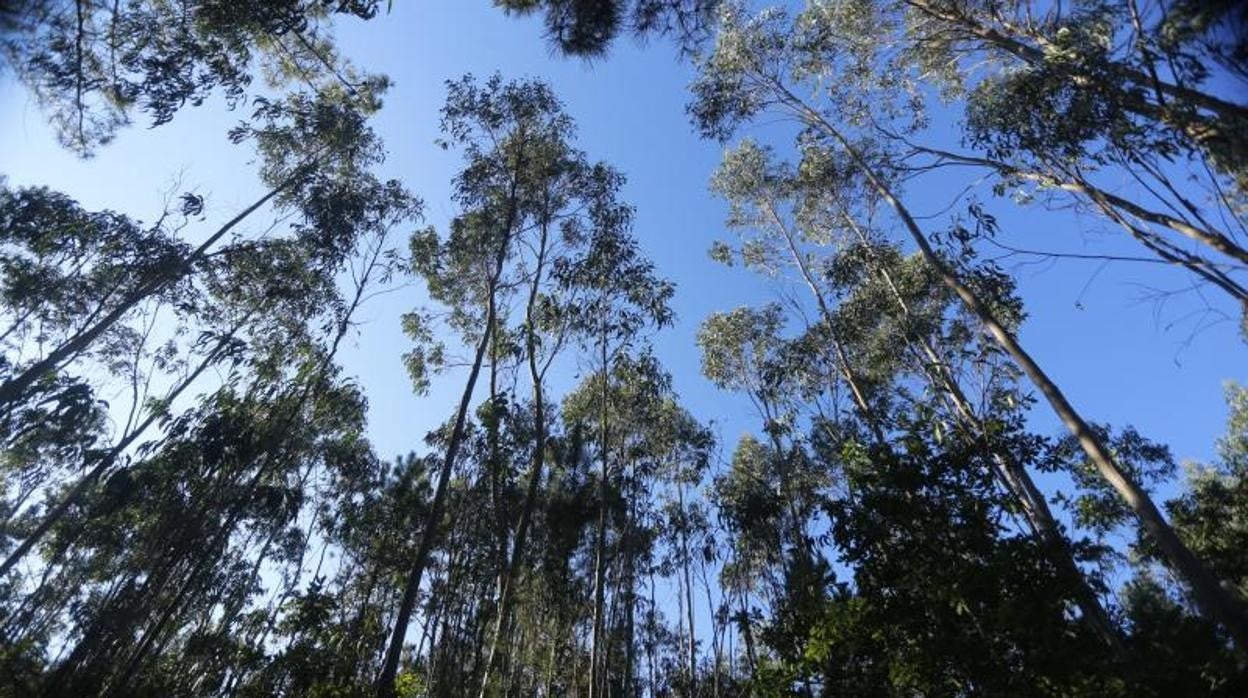 Sin apenas alternativas a Ence para la madera gallega