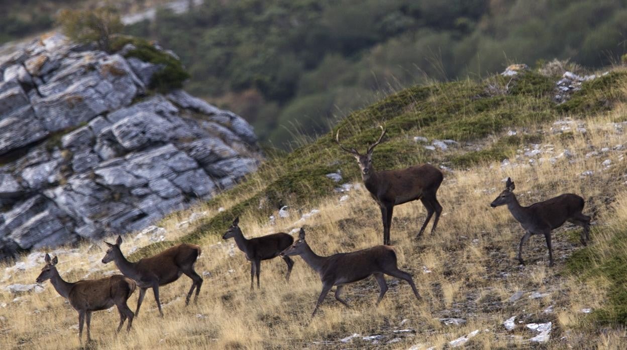 Un ciervo rodeado de hembras en la Montaña Palentina