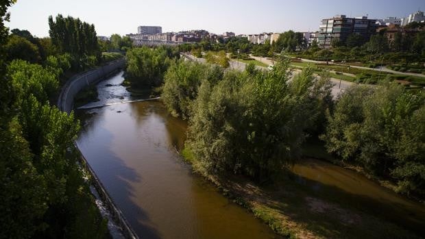 El renacer del río Manzanares: cómo la naturaleza colonizó la ciudad en cinco años