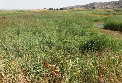 El humedal de Soto Gutiérrez