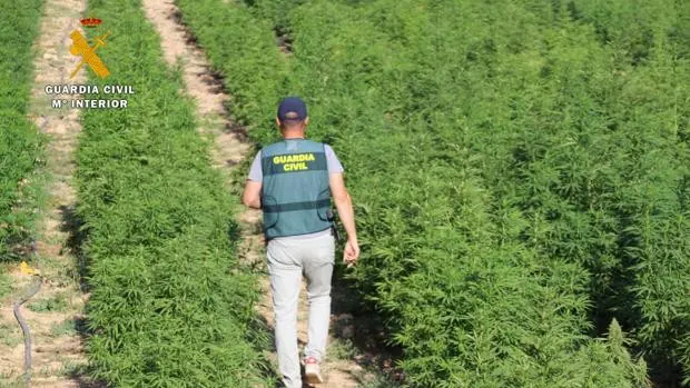Golpe al narcotráfico en Mequinenza: cuatro detenidos y más de 2.600 plantas de marihuana intervenidas