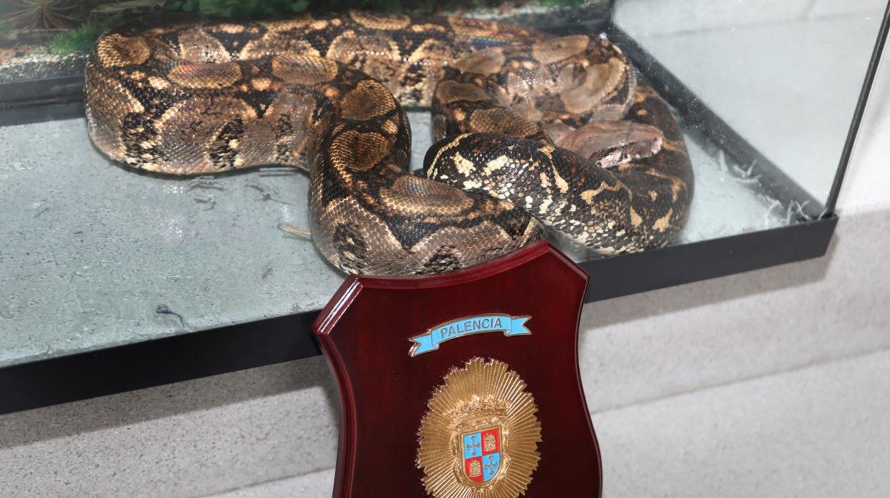 Imágenes de la boa recuperada por los bomberos