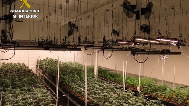 Arrestado un empresario que no tenía los permisos para cultivar cáñamo en una nave de Cuenca