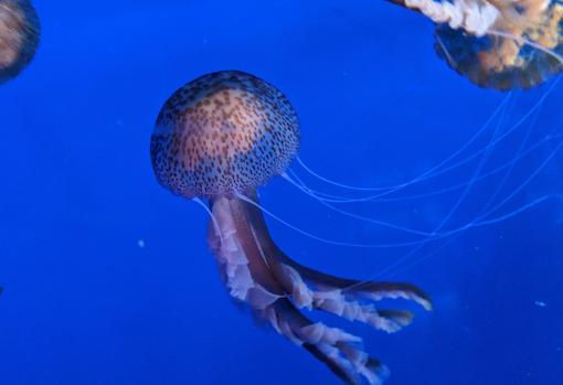 Un ejemplar de la medusa pelagia noctiluca