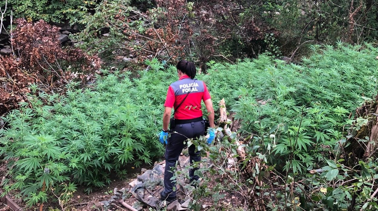 Imagen de la plantación de marihuana en el valle de Erro hallada por Policía Fora.