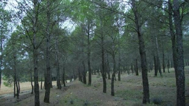 Ciudadanos denuncia el «abandono» del Monte Ardal por parte de la Junta