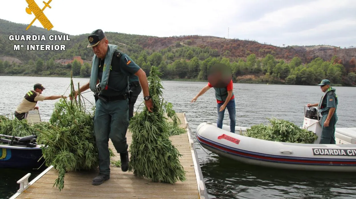 Las plantas de cannabis intervenidas por la Guardia Civil tuvieron que ser transportadas por la Guardia Civil a través del embalse de Ribarroja