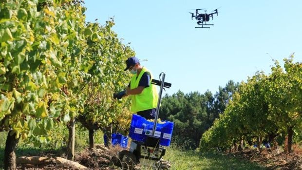 Una bodega gallega ensaya con drones una vendimia más rápida y ecológica