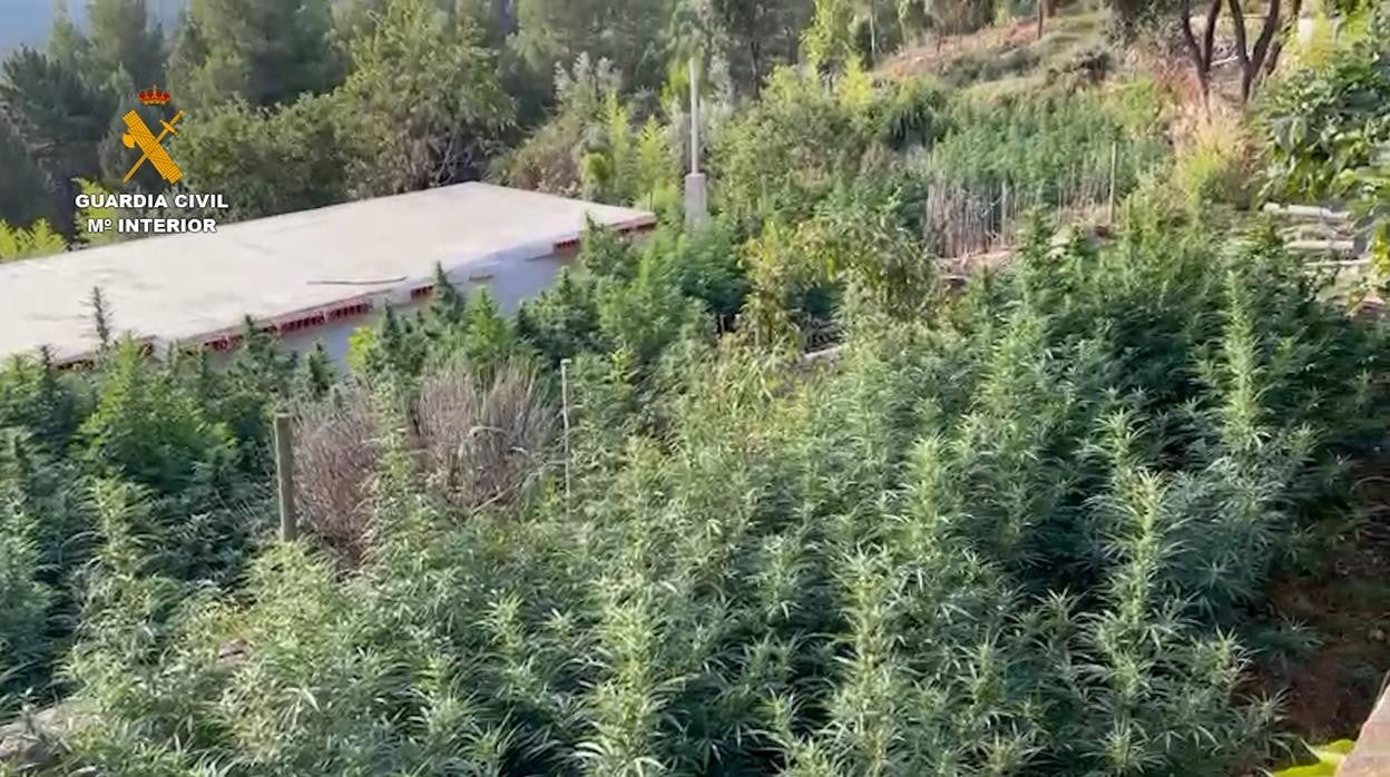 Vista de parte de la plantación de marihuana desmantelada por la Guardia Civil en Puertomingalvo (Teruel)