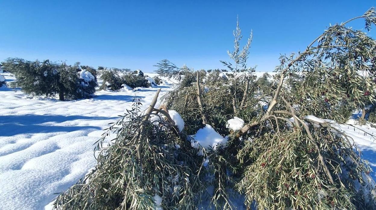 Desde este martes se pueden solicitar las ayudas por daños en el olivar por Filomena en Castilla-La Mancha