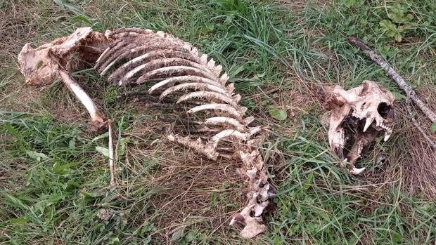 Un esqueleto de oso pardo aparece en Fasgar, León