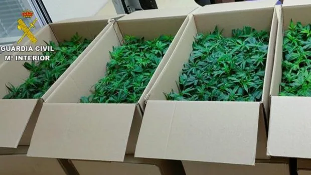 La Guardia Civil detiene a dos personas con 960 plantas de marihuana al darse a la fuga de un control policial