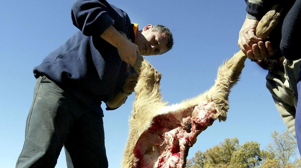 Ataque de un lobo a un carnero, en una imagen de archivo