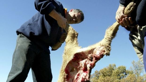 «No sé si algún día los ecologistas tendrán que comer lobos en vez de vacas»