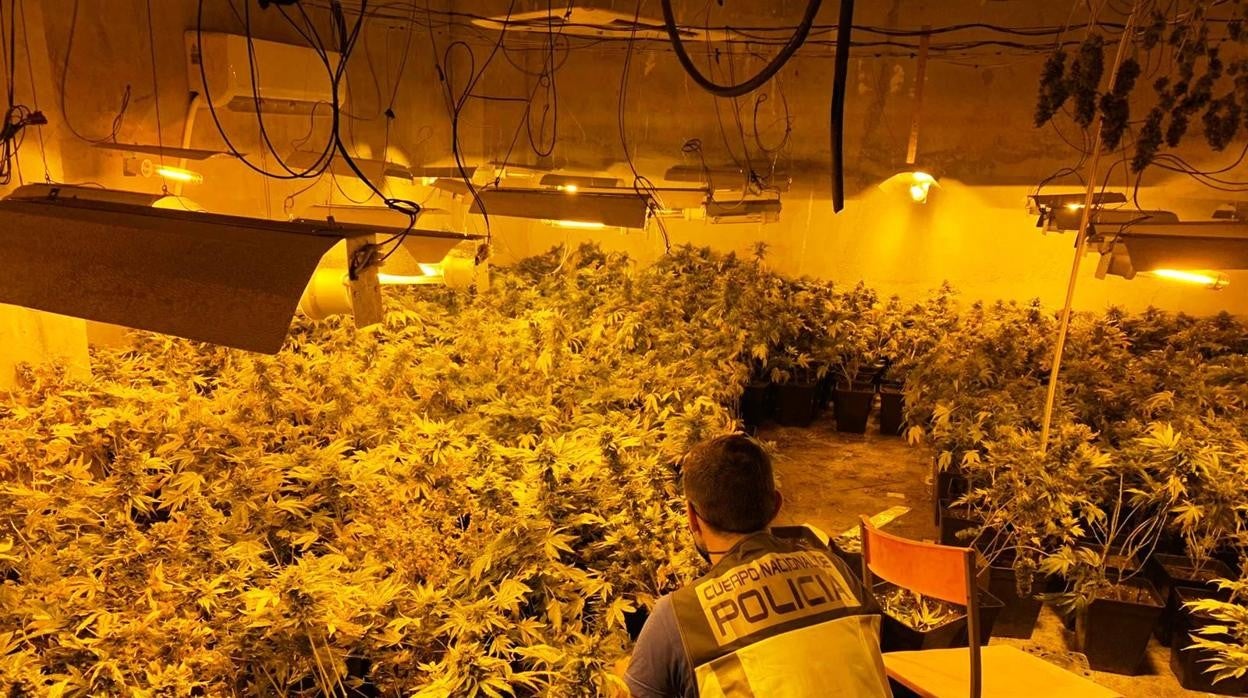 Imagen de la intervención de la Policía Nacional en un laboratorio de cultivo de marihuana en Gandía