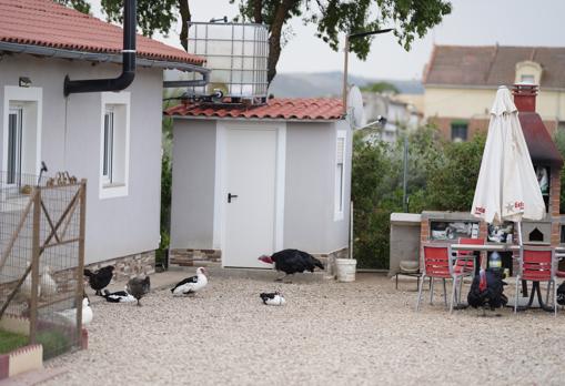 Gallinas y sillas de bar, en una parcela