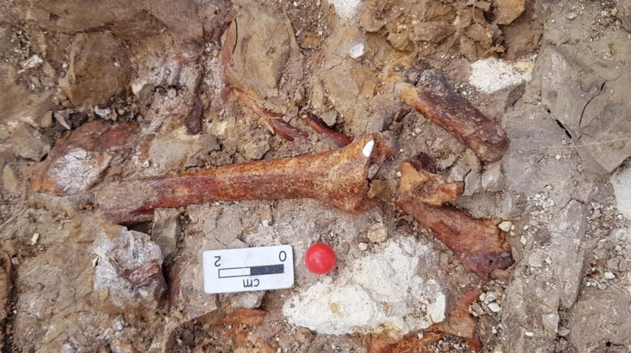 Parte de los huesos fosilizados que se han hallado durante las excavaciones