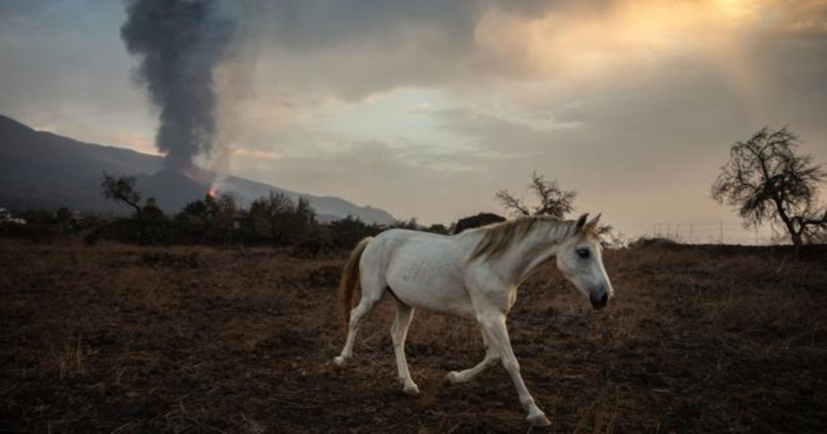 Un caballo de una finca de Tacande de Abajo, mientras el volcán de Cumbre Vieja en La Palma vuelve a expulsar lava y piroclastos tras horas de relativa inactividad