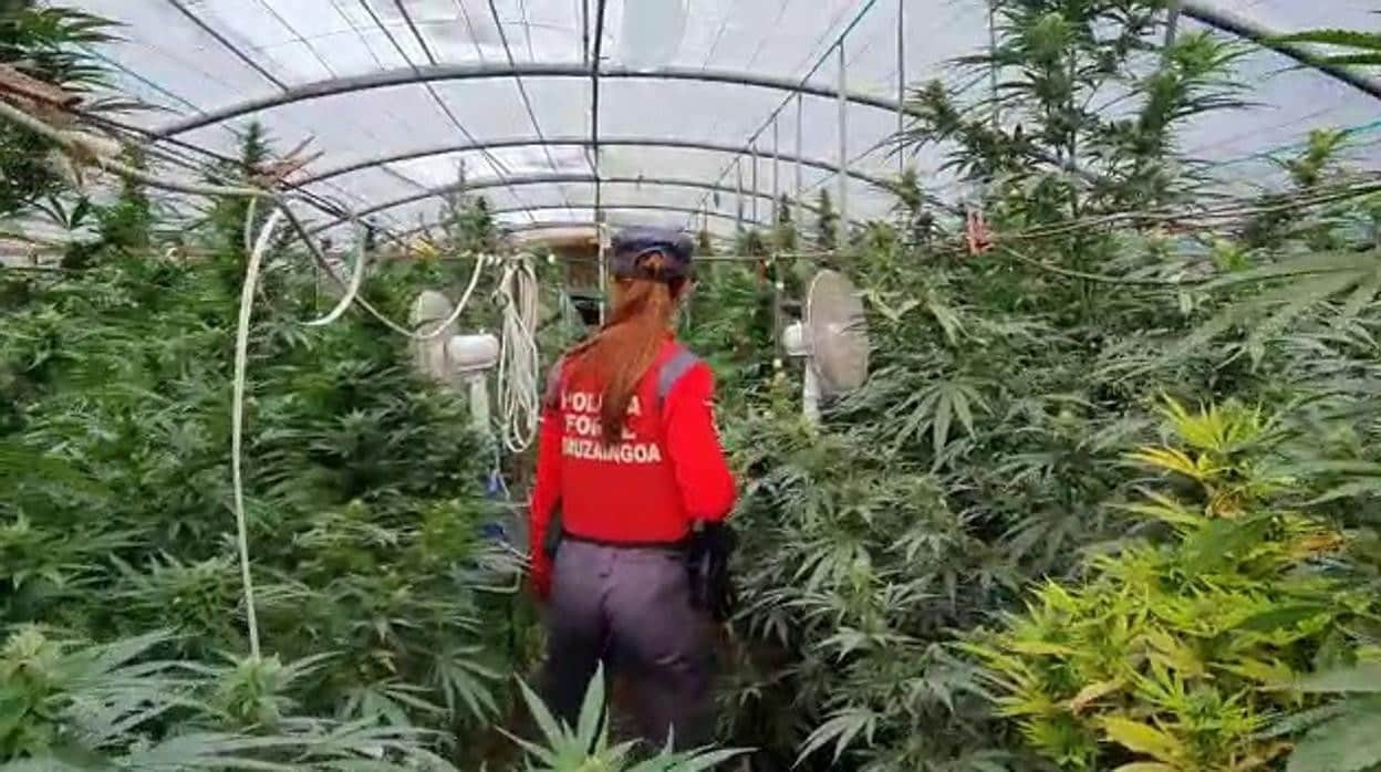 Detenido por cultivar 620 plantas de marihuana