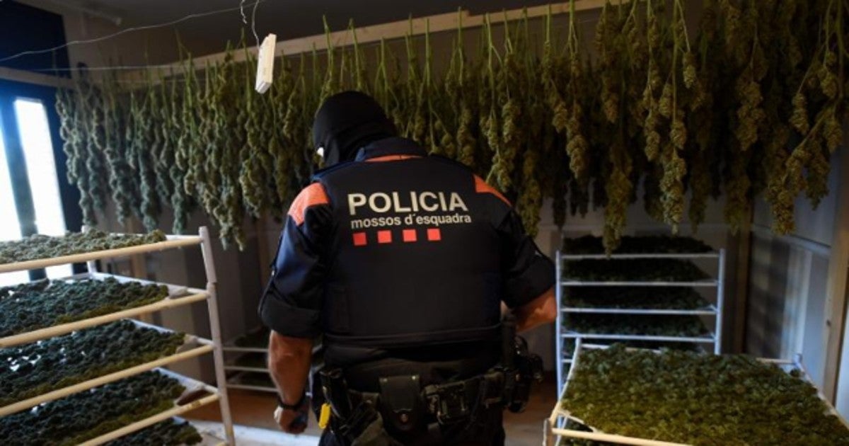 Un agente de los Mossos d'Esquadra incauta marihuana