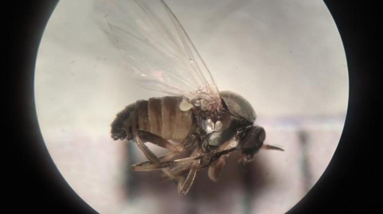 Imagen de laboratorio de un ejemplar de mosca negra