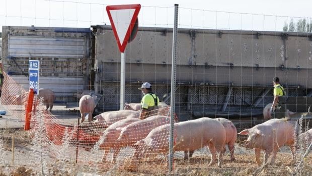 Vuelca un camión cargado de cerdos en una rotonda de Soria